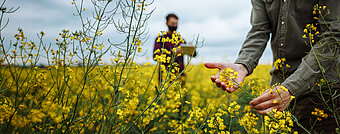 Landwirt im Rapsfeld prüft die Pflanzen