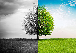 Baum auf Wiese, links Graustufen, rechts farbig grün