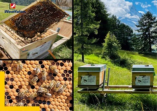 Westfalen Gas Schweiz GmbH unterstützt das Bienenschutzprojekt der Bee-Family mit einer Patenschaft für Bienenvölker